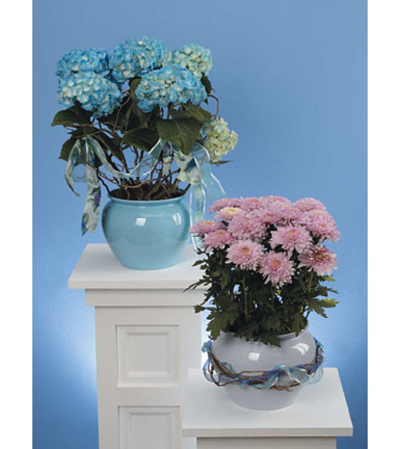 Blue Hydrangea in Decorative Pot