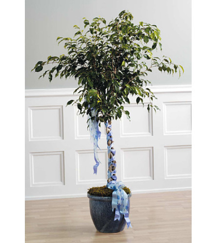 Ficus with Braided SF32-21