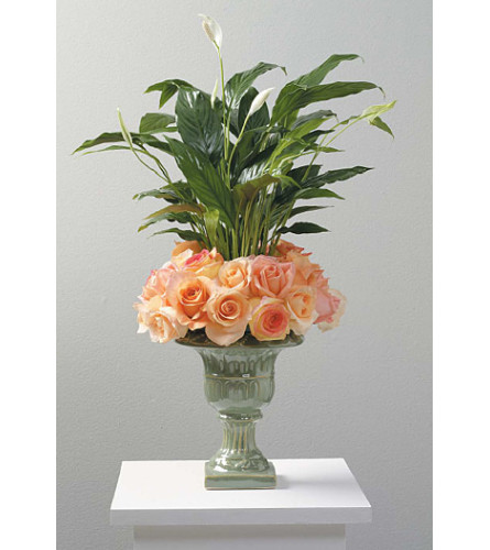 Peace Lily Plant SF96-21