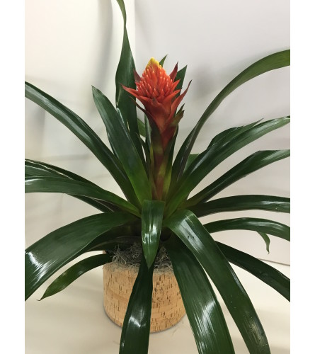 Tropical Bromeliad Plant