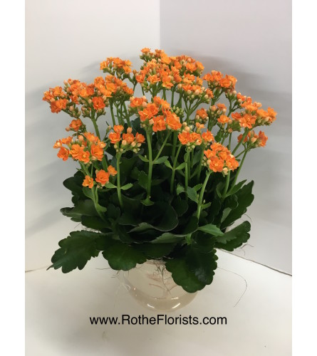 Kalanchoe Succulent Plant