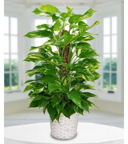 Pothos Plant