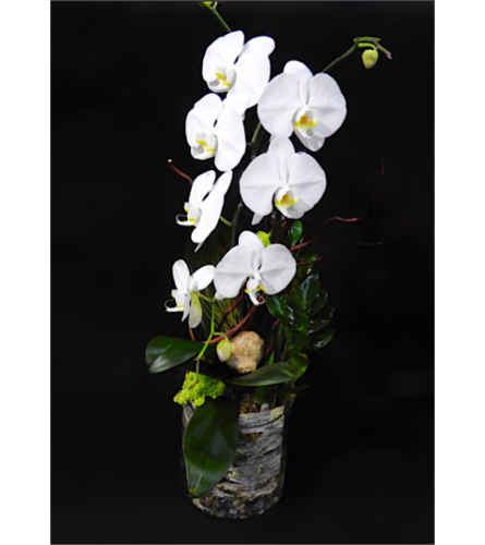 2 stem Orchid plant