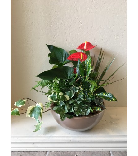 Anthurium Garden 12" container