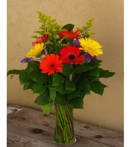 Rainbow of Gerberas