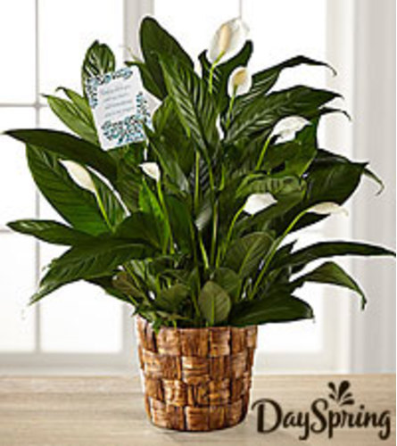 Dayspring Peace Lilly