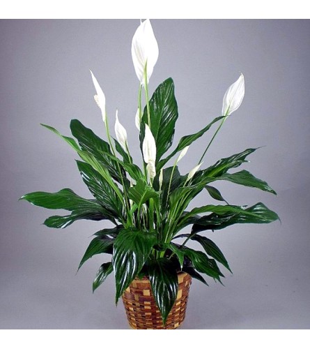 PEACE LILY - GREEN HOUSEPLANT