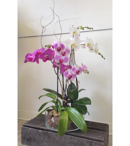Triple Orchid Planter