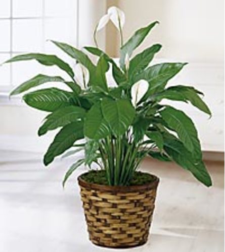 Spathiphyllum