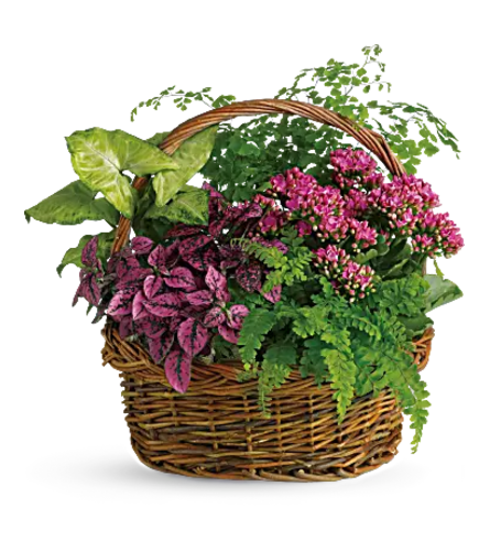 A walk in The Garden Plant Basket