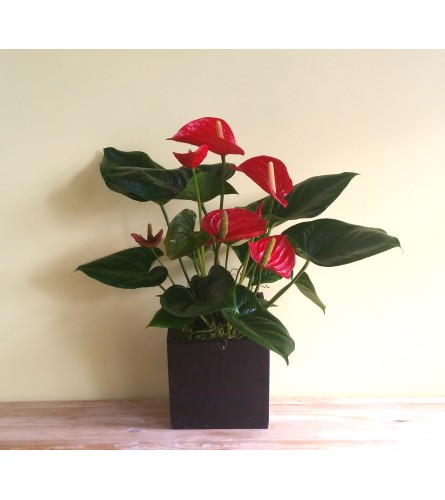 Red Anthurium Plant