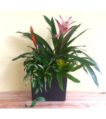 Secret Life of Plants