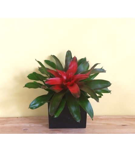 Low Center Bromeliad