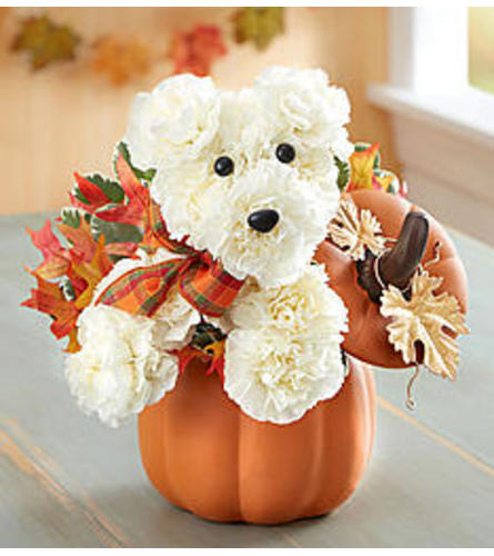 Pumpkin pup