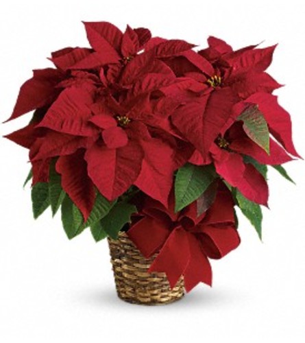 Ellington's Red Poinsettia