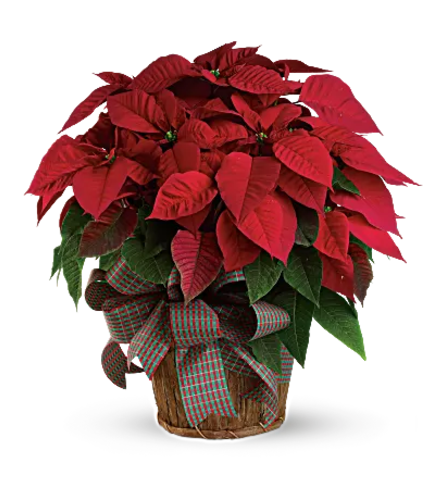 Large Red Poinsettia