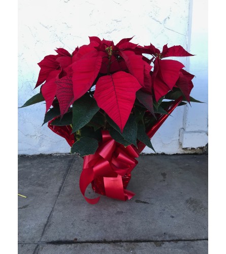 5 Plants in pot - Poinsettia