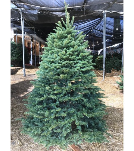 7'-8' Noble Fir