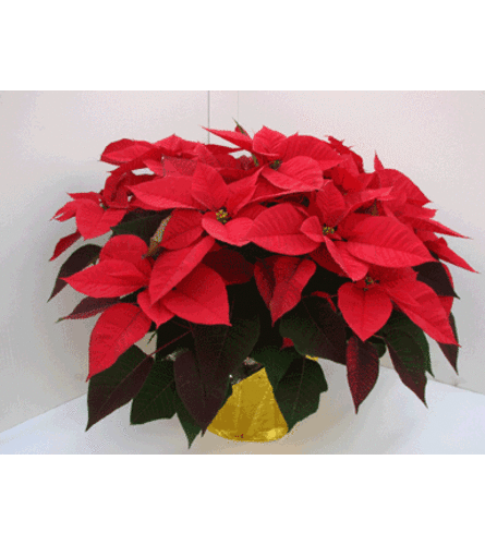 10" Poinsettia