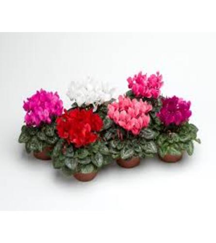 Cyclamen