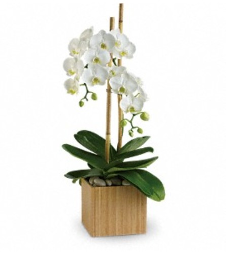 Opulent Orchids - by Jennifer's Flowers & Gifts