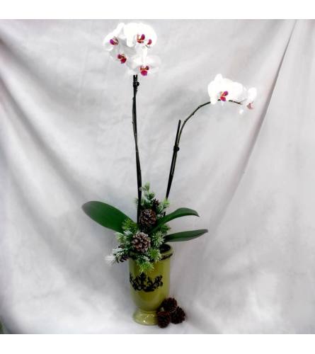 Orchid Plant