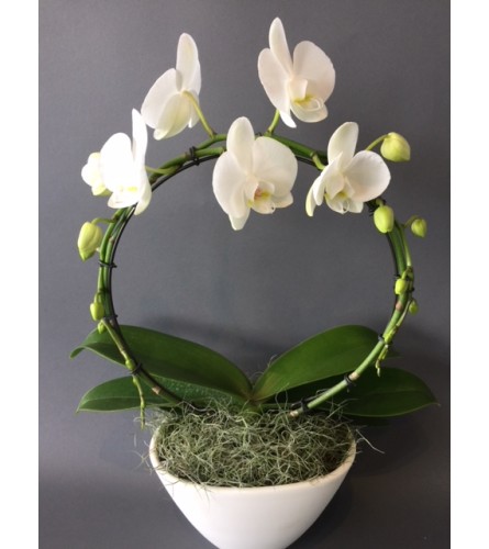 Orchid Hoop Planter