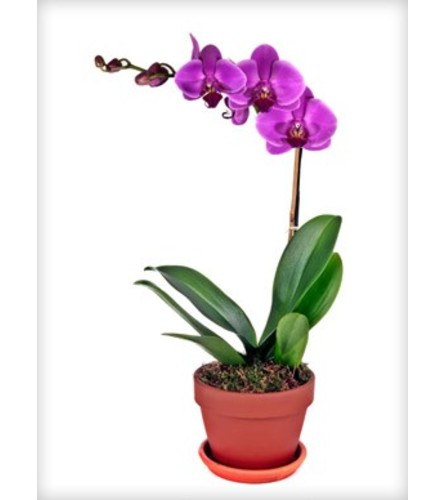 Single Purple Orchid Plant