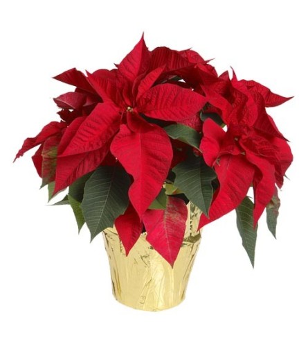 Red Poinsettia