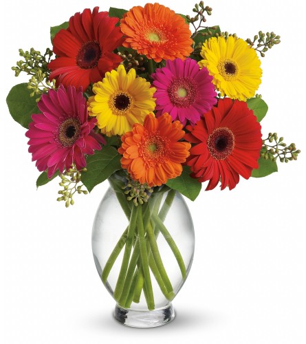 Gerbera Brights