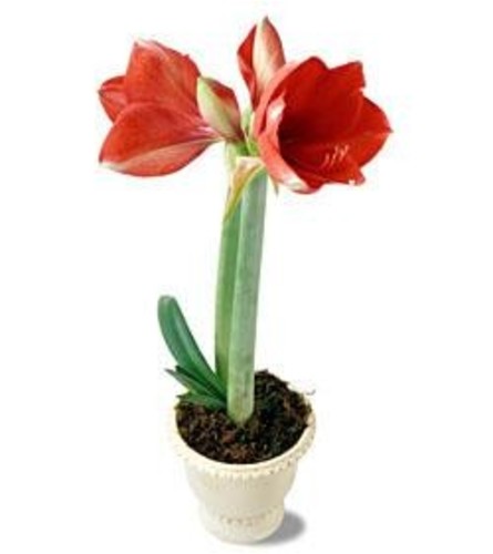 Amaryllis Plant