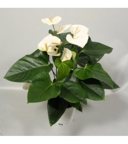 White Anthurium Plant