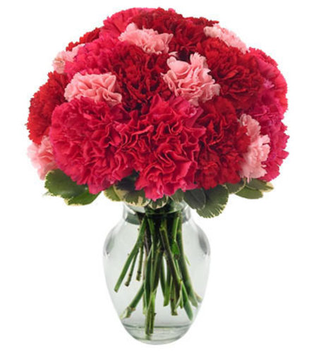 Very Berry Carnations
