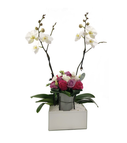 Orchid Party
