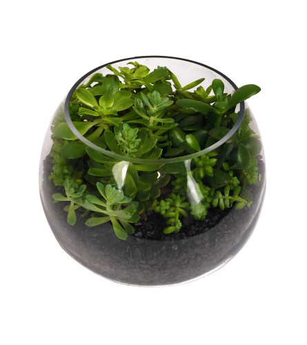 Succulent Terrarium