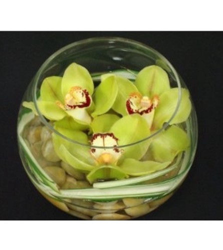 Cymbidium Trio