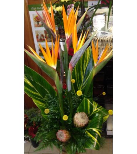 Tropical Arrangement