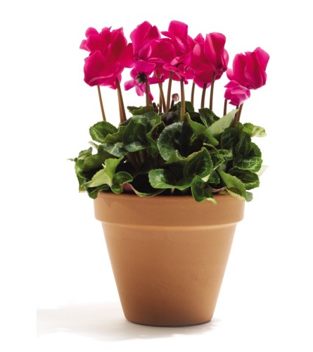 Cyclamen