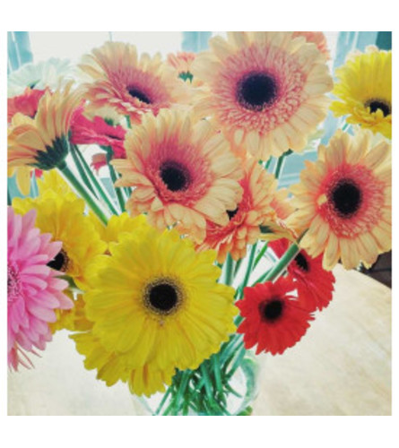 Simply Gerbera Daisies