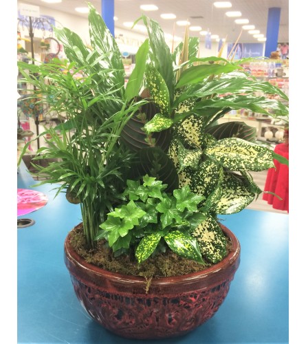 Ceramic Dish Garden