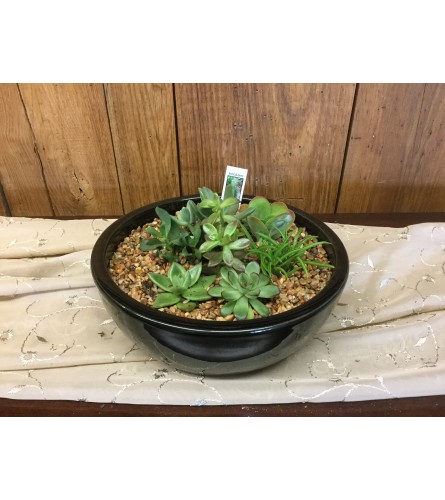 Succulent Garden
