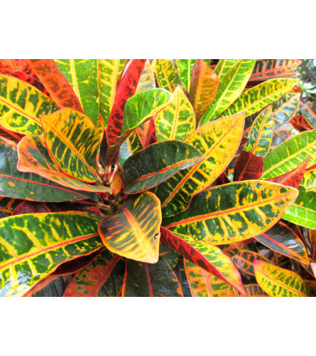 TRI-COLOR CROTON HOUSEPLANT