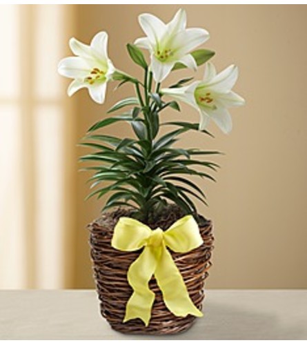 Easter Lily