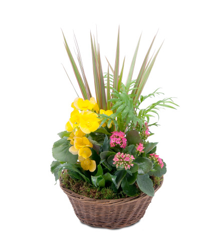 Bloomin' Sunshine Basket