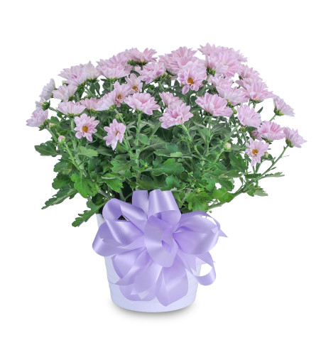 Lavender Chrysanthemum in Ceramic Container