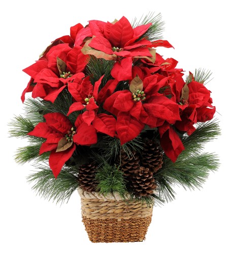 Natural Poinsettia