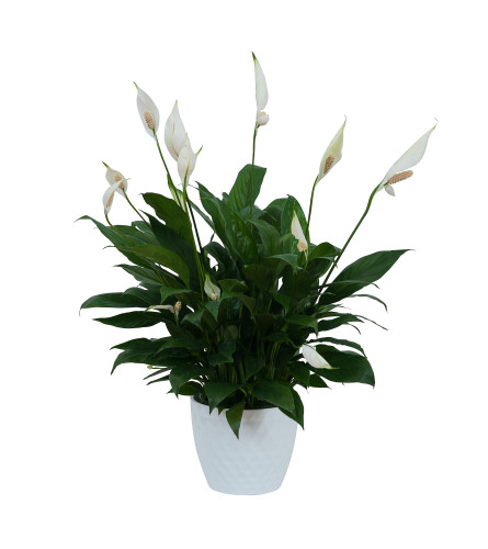 Peace Lily Plant in Ceramic Container