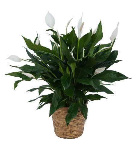 Peace Lily Plant in Basket