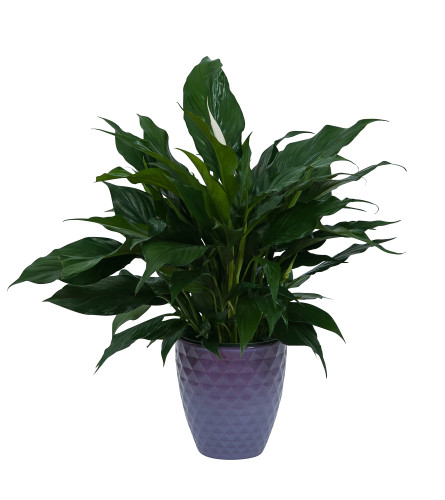 Peace Lily Plant in Ceramic Container