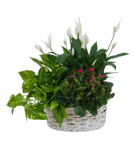 Living Garden Plant Basket